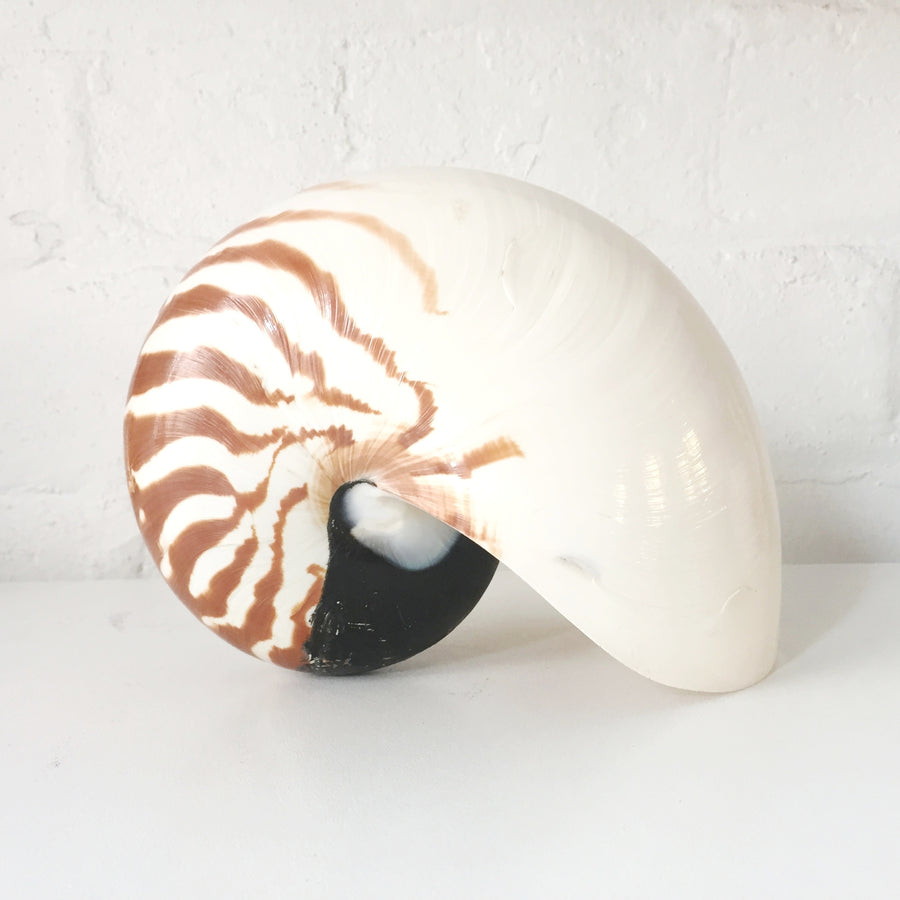 Nautilus Stripe Shell ***HIRE ONLY***