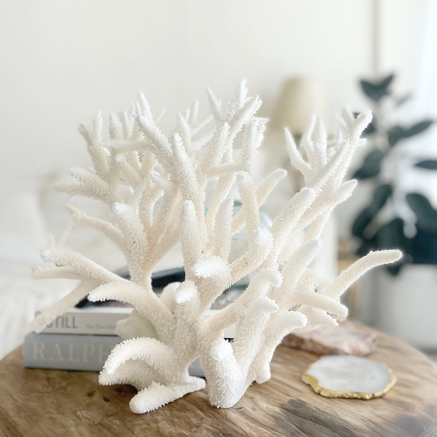 Staghorn Coral Oversized Feature Specimens