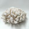 Soft Cauliflower Coral Specimen A