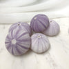 Pastel Purple Sea Urchin Set 5