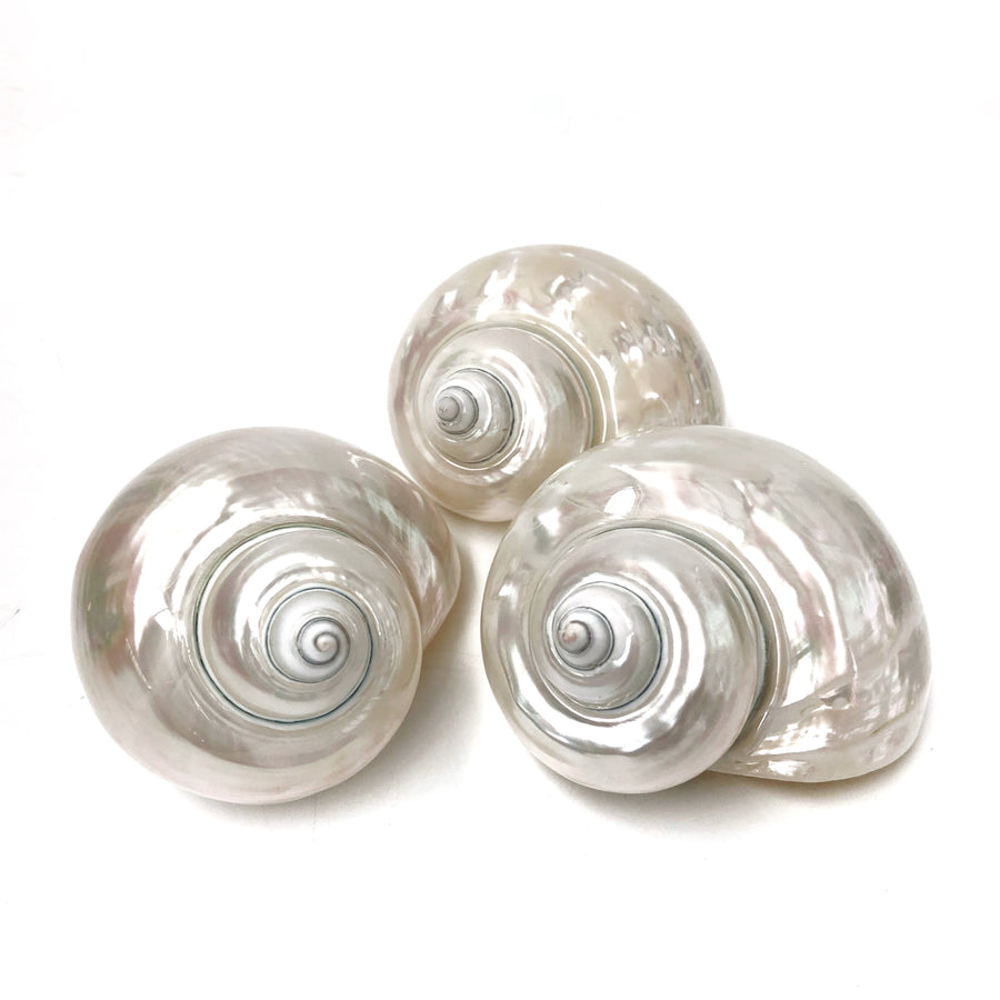 Real Polished Imperial Pearl Shell