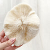 Real Mushroom Fungia Coral - Large