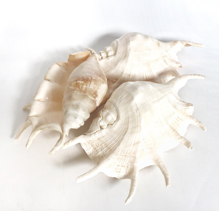 Large Polished Spider Conch Shell ***HIRE ONLY***