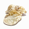 Real Pacific Conch Natural