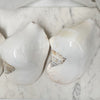 Real Pacific Conch Shell White Polished