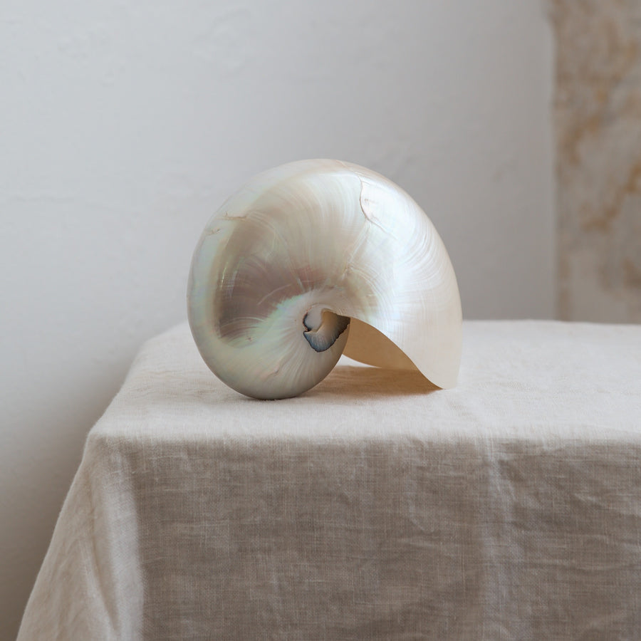 Nautilus Pearl Shell ***HIRE ONLY***