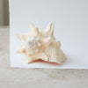 Real Rare Polished Pink Queen Conch Shell AKA Strombus Gigas